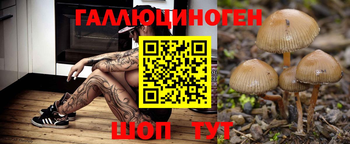 Галлюциногенные грибы Cubensis Мичуринск